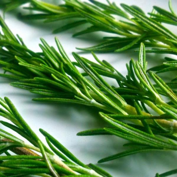 مستخلص اكليل الجبل المائي